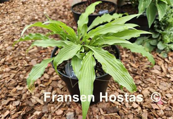 Hosta Fourth of July